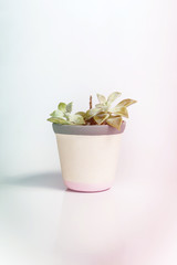 White vase with Crassula ovata, a species of succulent plant, on a white background. The vase has grey and pink stripes. Colored light leak filter