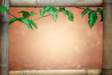 Green plant on old bamboo frame with space for text.