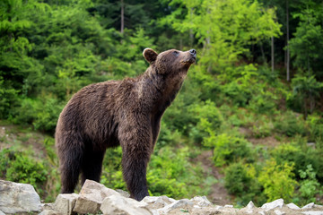 Sticker - European brown bear in a forest landscape