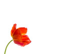 Fototapeta Maki - Tulip flowers on white background with space for your text.