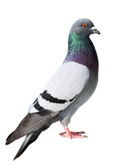 Pigeon isolated on white