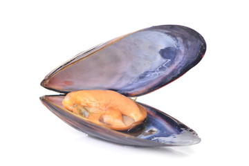 Canvas Print - Fresh mussel