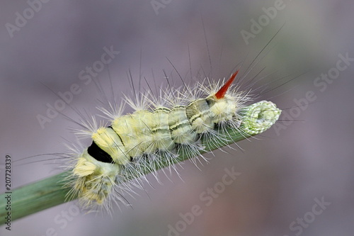 Fotografía Pale tussock moth caterpillar, Calliteara pudibunda