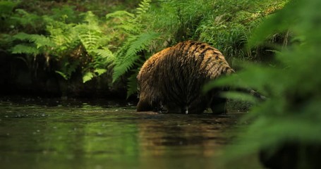 Wall Mural - amur tiger in the river water. dangerous animal, taiga, russia. big animal in green forest. siberian
