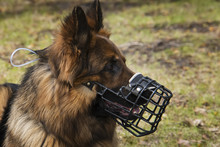 Dog With Muzzle Portrait
