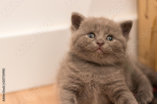 Gato British Shorthair Lilac Bebe Buy This Stock Photo And