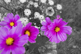 Fototapeta Kwiaty -  Cosmos flowers and other flowers - black and white