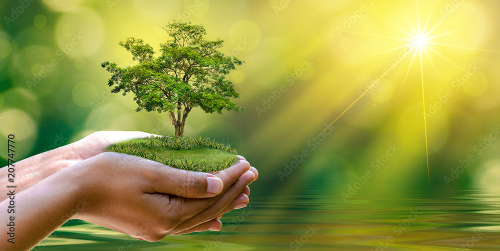 Obraz na płótnie environment Earth Day In the hands of trees growing seedlings. Bokeh green Background Female hand holding tree on nature field grass Forest conservation concept w salonie