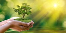 Environment Earth Day In The Hands Of Trees Growing Seedlings. Bokeh Green Background Female Hand Holding Tree On Nature Field Grass Forest Conservation Concept