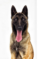 Wall Mural - Belgian Shepherd Malinois on a white background