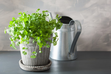 Wall Mural - fresh cilantro herb in pot