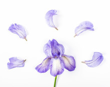 Purple Iris Flower And Petals On White Background. Flat Lay. Top View.