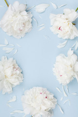 Wall Mural - Floral frame of beautiful white peony flowers on blue pastel table top view and flat lay style.