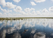 Scenic View From Airboat Tour On Everglades, Sawgrass Recreation Park, Florida, USA
