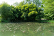 Bambus Teich