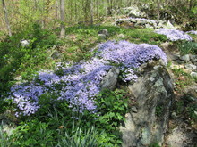 Purple Creeping Phlox (Phlox Stolonifera) Flowers In A Garden With Other Plants, Trees, And Grass