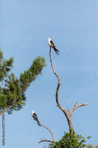 Fotografia, Obraz Pair of swallow-tailed kite Elanoides forficatus perch on a dead tree
