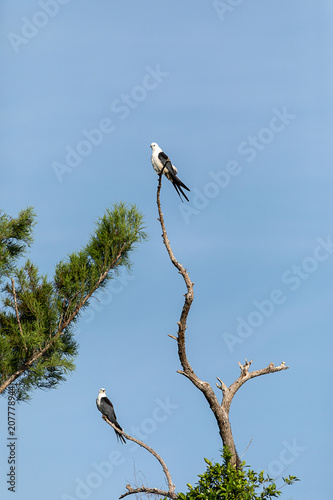 Fotografia, Obraz Pair of swallow-tailed kite Elanoides forficatus perch on a dead tree