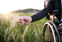 A Hand Of A Senior Man In Wheelchair Holding Grass Flower In Nature. Close Up.