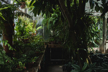 Lush Tropical Plants Growing In A Greenhouse