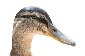 Portrait of female Mallard duck head, anas platyrhynchos. Close up detail, side view, l isolated on white background. Natural sunlight.