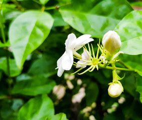 close-up white jasmine Flower in a garden background.