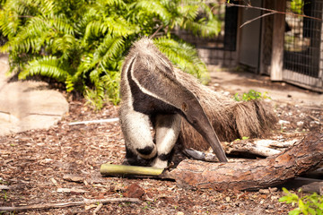 Giant anteater Myrmecophaga tridactyla forages under logs