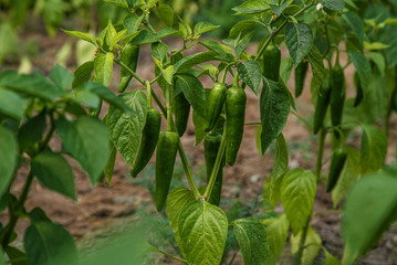 Green jalapeno, jalapeño hot  peppers on plant in greenhouse