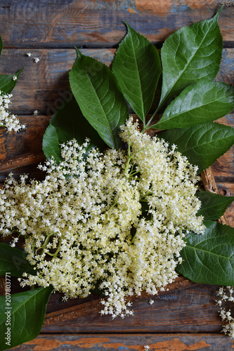Fototapeta na drzwi i meble Elderflower blossom flower in wooden background. Edible elderberry flowers add flavour and aroma to drink and dessert. Sambucus nigra