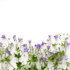 Wall Mural - Creative flat layout of wildflowers, composition top view.