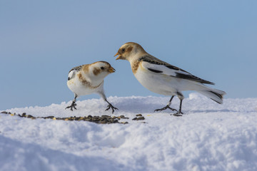 Wall Mural - snow buntings in winter