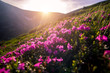 © Sergii - Beauty rhododendron in high mountains. Carpathians. Ukraine.
