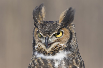 Sticker - great-horned-owl portrait