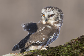 Canvas Print -  northern saw-whet owl portrait