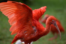 Closeup Of A Colorful Red Scarlet Ibis In South Africa