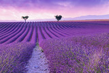 Fototapeta Krajobraz - Violet  lavender bushes.Beautiful colors purple lavender fields near Valensole, Provence