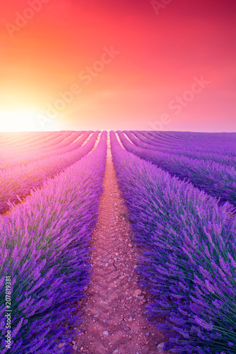 Fototapeta na szkło Fioletowe krzewy lawendy. Piękne kolory fioletowych pól lawendy w pobliżu Valensole w Prowansji