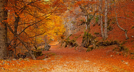 Wall Mural - Nice autumnal scene in the forest