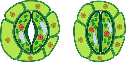 Sticker - Structure of stomatal complex with open and closed stoma