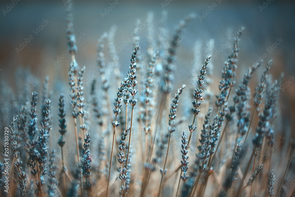 Beautiful artistic colored summer flowering lavender plants closeup background. Blue color filter and selective focus used. - obrazy, fototapety, plakaty 