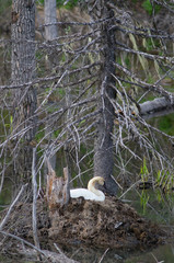 White Swan on nest