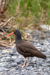 Oyster Catcher Standing Up Long Neck