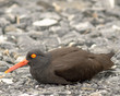 Oyster catcher Laying Down