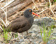 Oyster Catcher Right Face