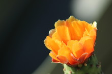 Macro Shot Of The Bright Yellow Flower Of A Prickly Pear Cactus