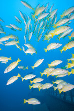 Underwater Blue With A School Of Yellow Fish