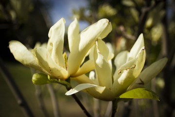 Flowering magnolias in the garden