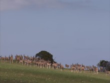 Herd Of Eland Grazing On A Mountainside