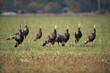 flock of wild turkeys in field.