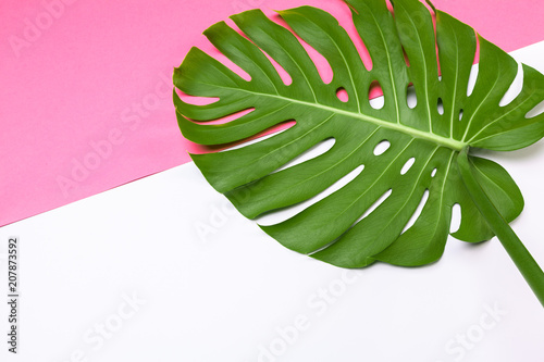 moda-tlo-z-lisci-monstera